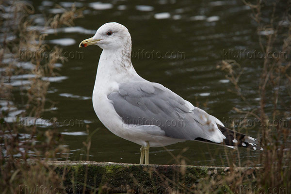 California Gull Image @ Kiwifoto.com