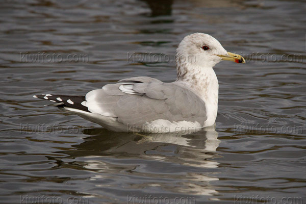 California Gull Photo @ Kiwifoto.com