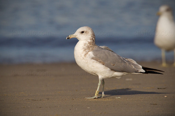 California Gull Photo @ Kiwifoto.com