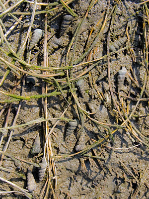 California Horn Snail