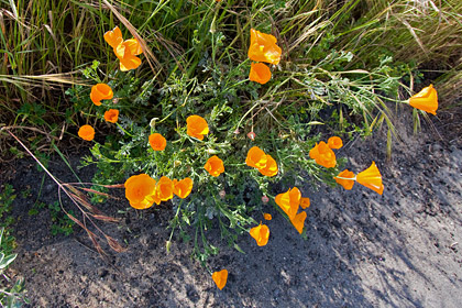 California Poppy Image @ Kiwifoto.com