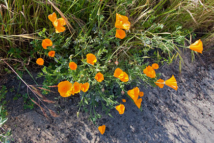 California Poppy