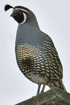 California Quail Photo @ Kiwifoto.com