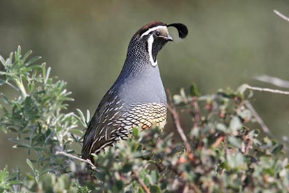 California Quail Image @ Kiwifoto.com
