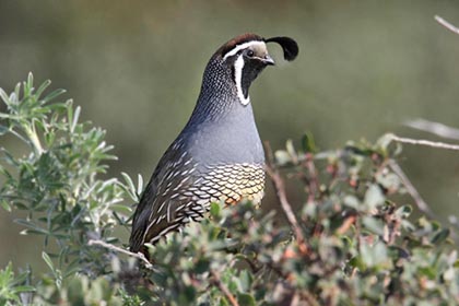 California Quail Photo @ Kiwifoto.com