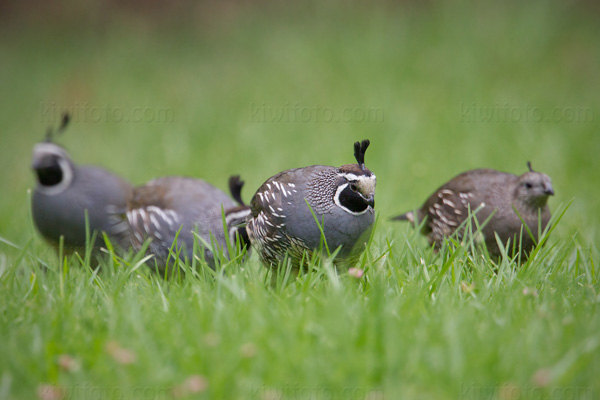 California Quail Picture @ Kiwifoto.com