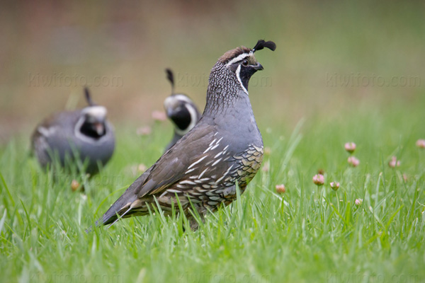 California Quail Image @ Kiwifoto.com