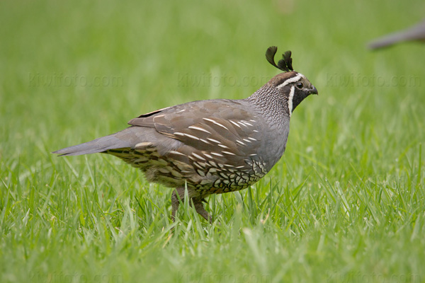 California Quail Photo @ Kiwifoto.com