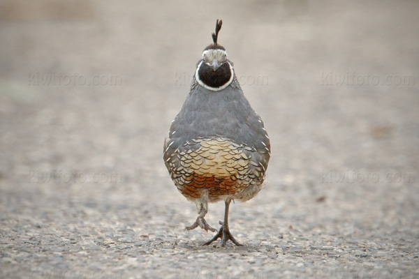 California Quail Image @ Kiwifoto.com