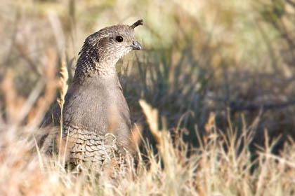 California Quail Image @ Kiwifoto.com