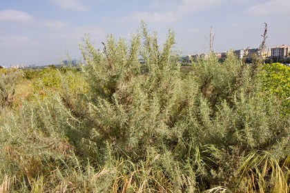 California Sagebrush Image @ Kiwifoto.com