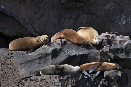 California Sea Lion Photo @ Kiwifoto.com