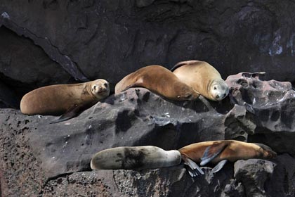 California Sea Lion Image @ Kiwifoto.com