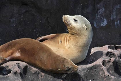 California Sea Lion Photo @ Kiwifoto.com