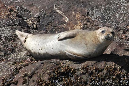 California Sea Lion Picture @ Kiwifoto.com