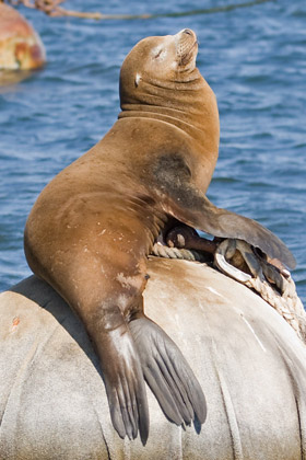 California Sea Lion Picture @ Kiwifoto.com