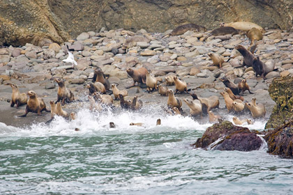 California Sea Lion Picture @ Kiwifoto.com