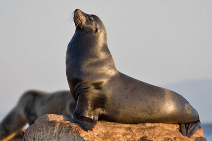 California Sea Lion Image @ Kiwifoto.com