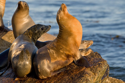 California Sea Lion Image @ Kiwifoto.com