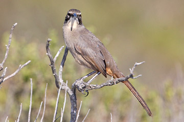 California Thrasher Picture @ Kiwifoto.com