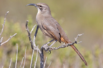 California Thrasher Picture @ Kiwifoto.com