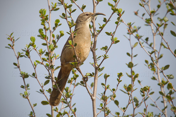 California Thrasher Photo @ Kiwifoto.com