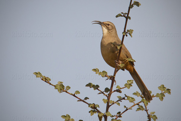 California Thrasher