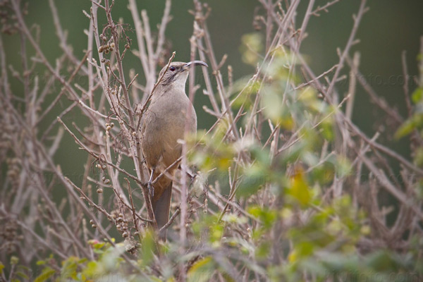 California Thrasher Image @ Kiwifoto.com