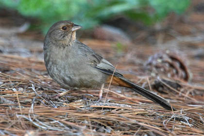 California Towhee Photo @ Kiwifoto.com