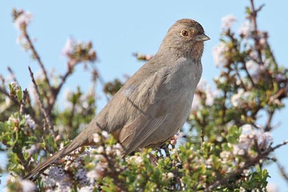 California Towhee Image @ Kiwifoto.com