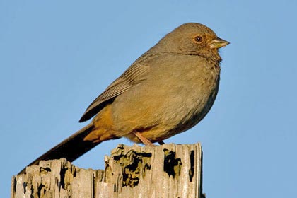 California Towhee Photo @ Kiwifoto.com