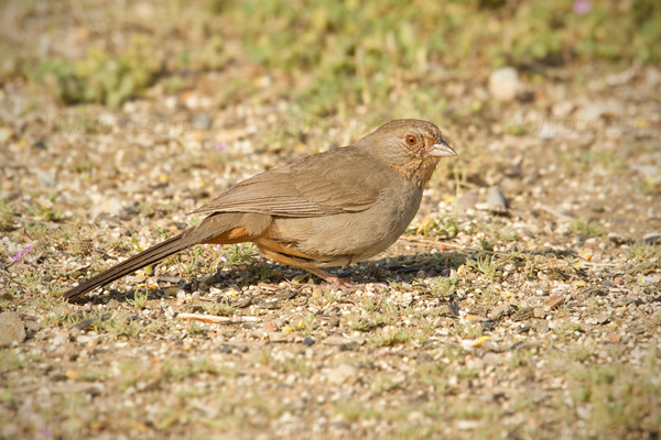 California Towhee