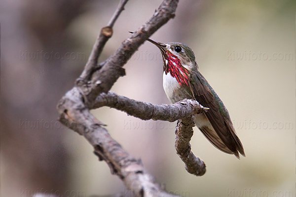 Calliope Hummingbird