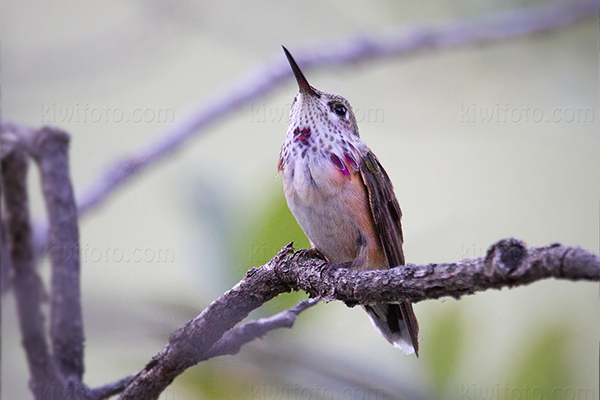 Calliope Hummingbird (juvenile male)