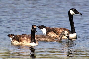 Canada Goose (Common)