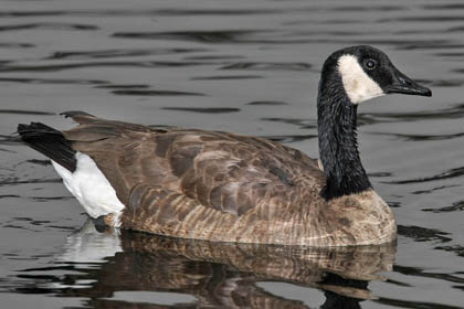 Canada Goose Photo @ Kiwifoto.com