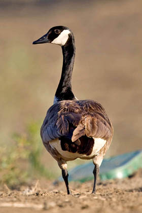 Canada Goose Image @ Kiwifoto.com