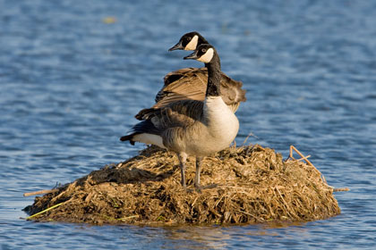 Canada Goose Photo @ Kiwifoto.com