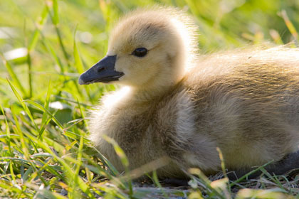 Canada Goose Photo @ Kiwifoto.com