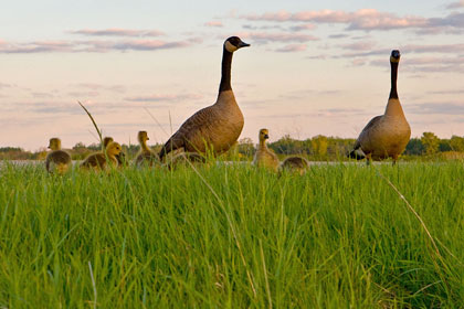 Canada Geese