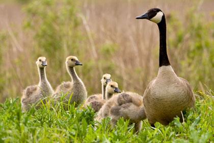 Canada Goose Picture @ Kiwifoto.com