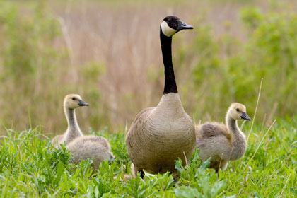 Canada Goose Picture @ Kiwifoto.com