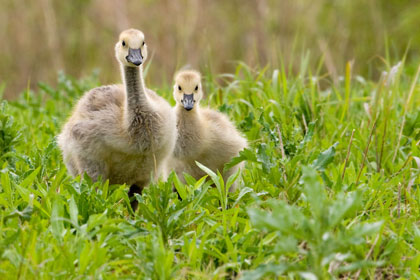 Canada Geese Goslings