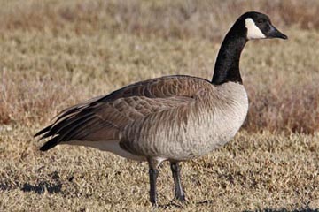 Canada Goose (Lesser)