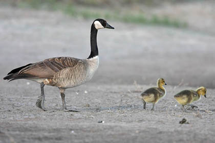 Canada Goose Photo @ Kiwifoto.com