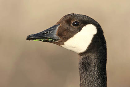 Canada Goose Picture @ Kiwifoto.com