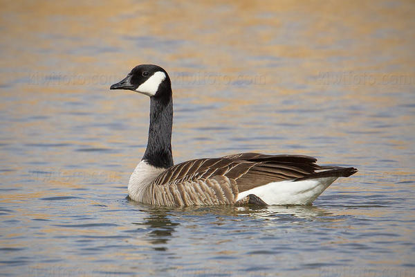 Canada Goose Picture @ Kiwifoto.com