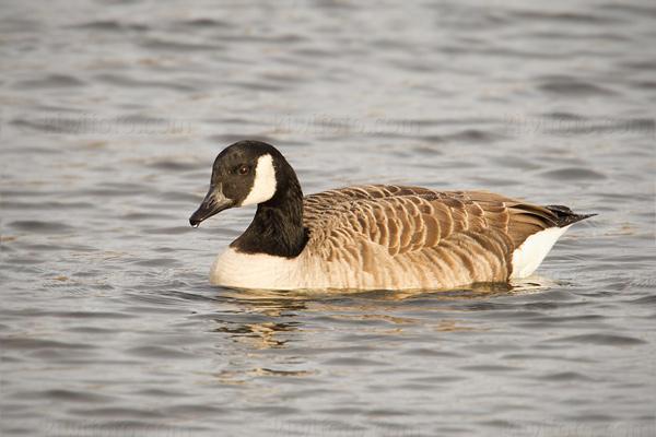 Canada Goose Image @ Kiwifoto.com