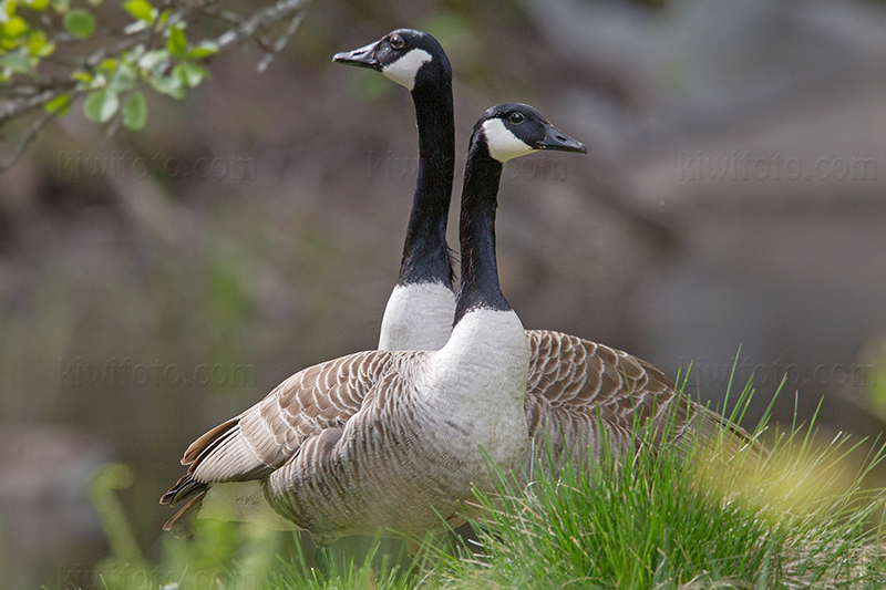 Canada Goose Image @ Kiwifoto.com