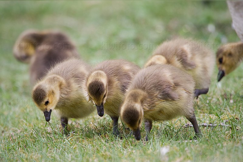 Canada Goose Image @ Kiwifoto.com